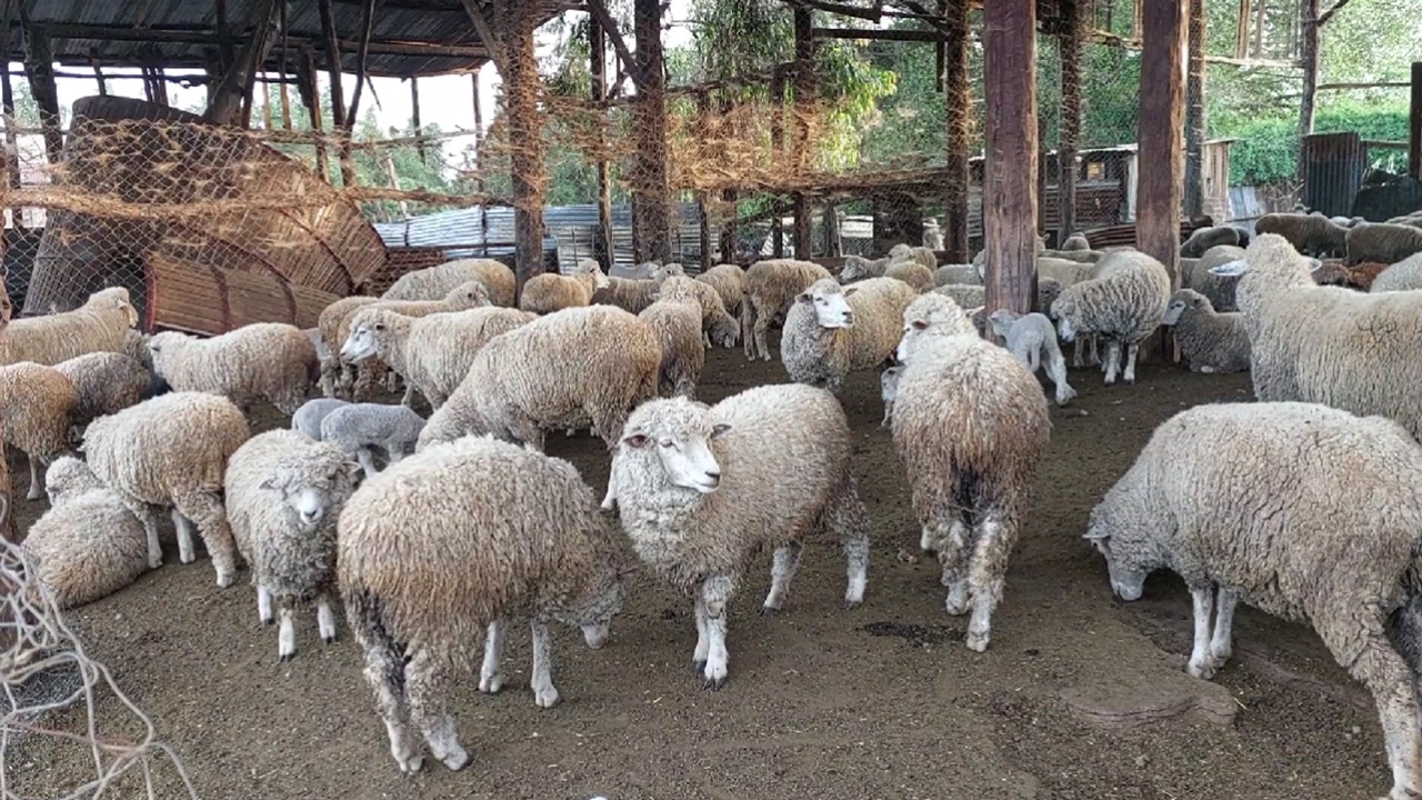 Egerton University Expands Corriedale Sheep Farming