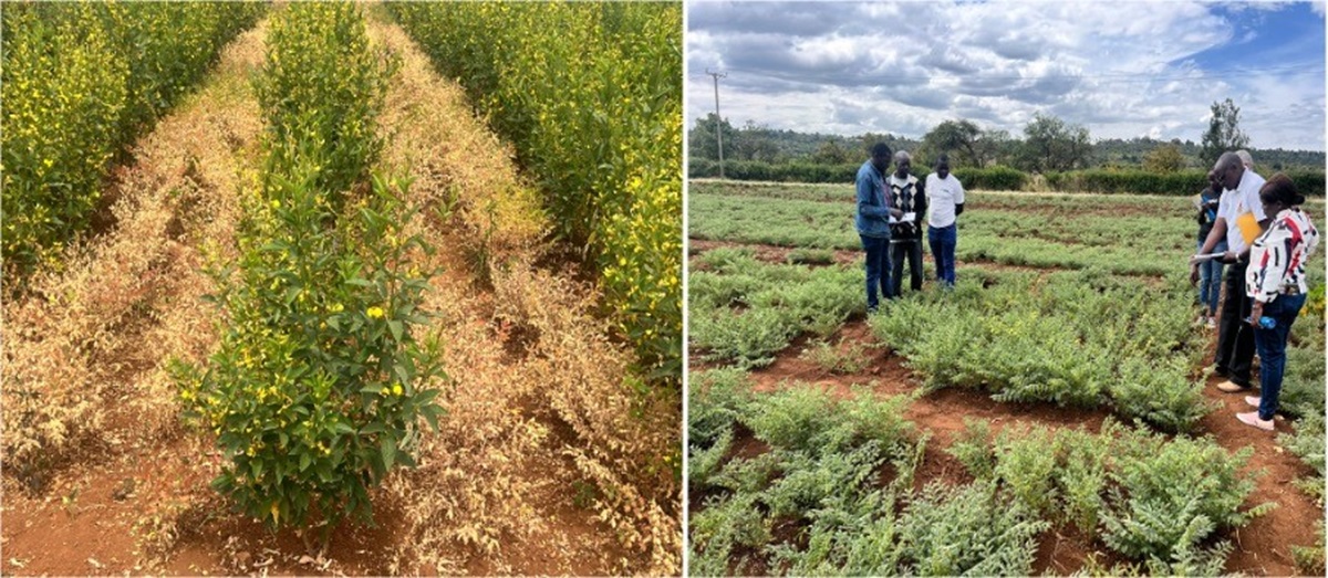 CIMMYT-Kenya Team Explores Deeper Collaboration with Egerton University in Research in Dryland Legumes through the African Dryland Crops Innovation Network (ADCIN)