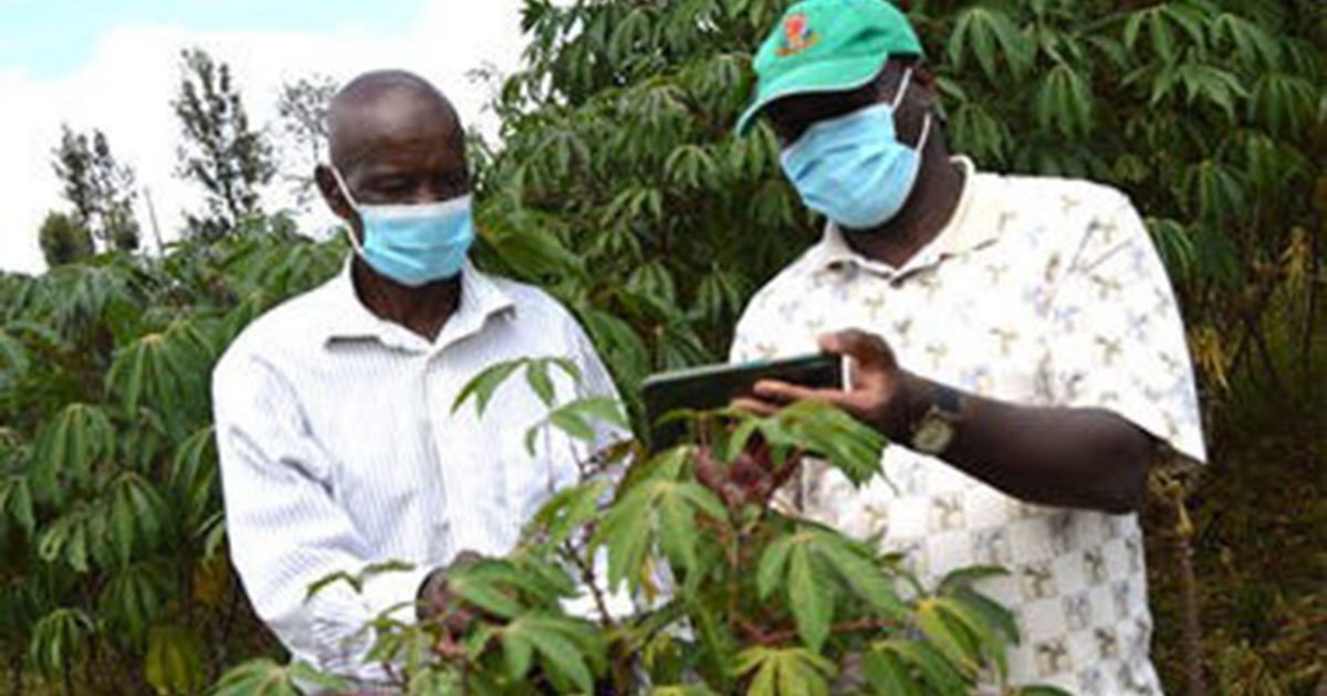 Egerton University In Drive To Boost Cassava Value Chain