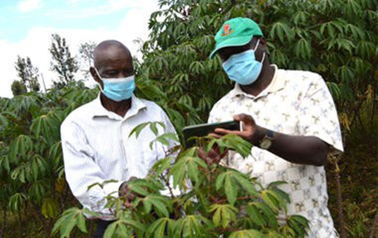 Cassava value chain project hopes to boost food security