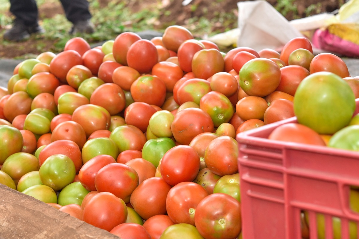 Egerton University, Confucius Institute, and Nanjing University Empower Nakuru Farmers with Grafting Technology to Combat Bacterial Wilt