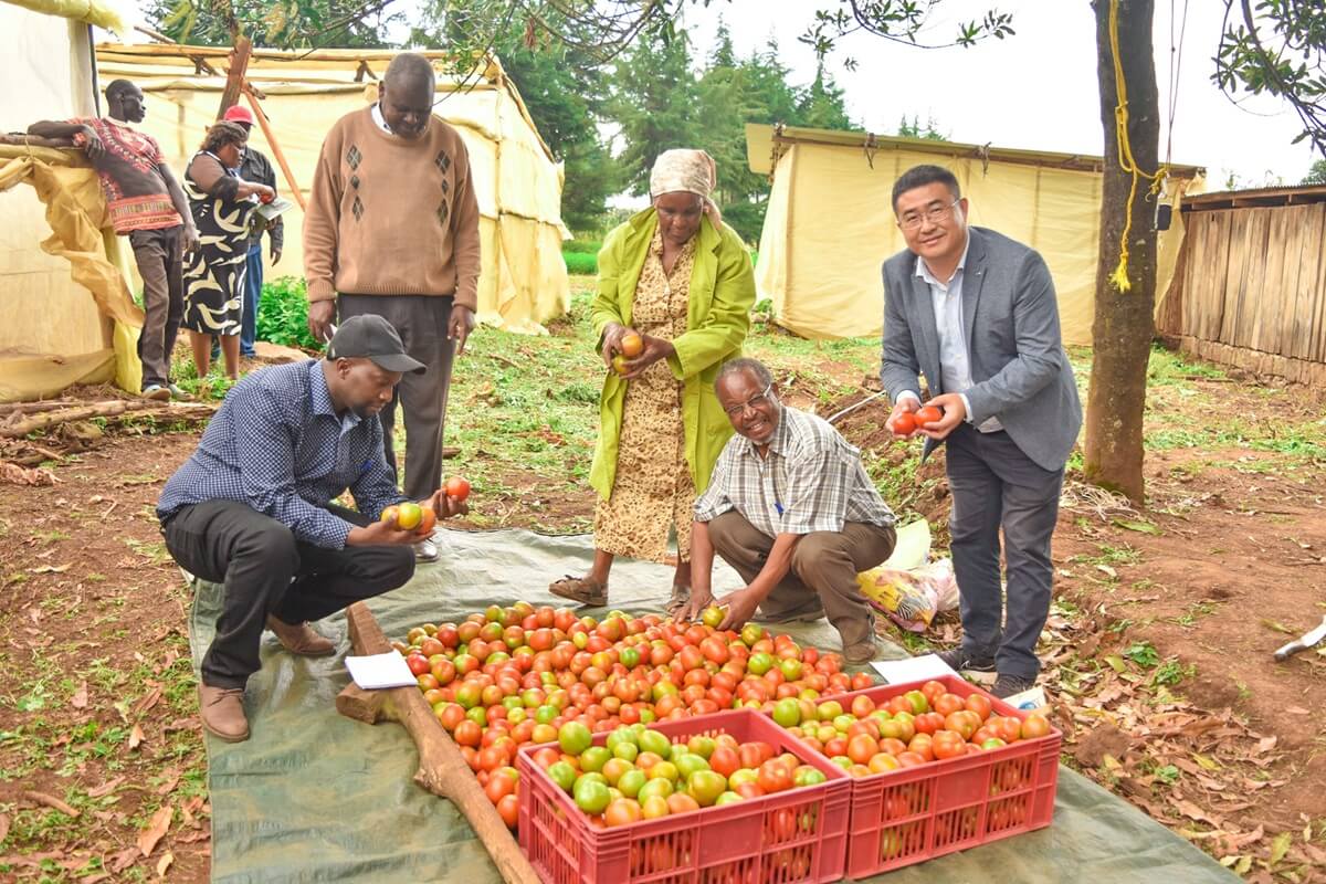 Egerton University, Confucius Institute, and Nanjing University Empower Nakuru Farmers with Grafting Technology to Combat Bacterial Wilt