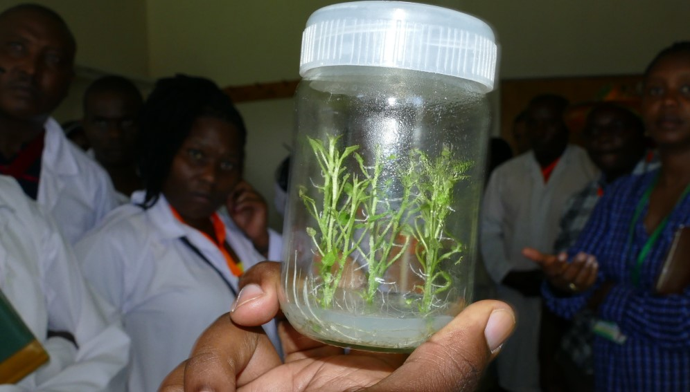 Tissue culture tech boosts Kenya’s potato yields